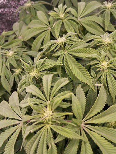 IMG_20250122_205429 - Kopie