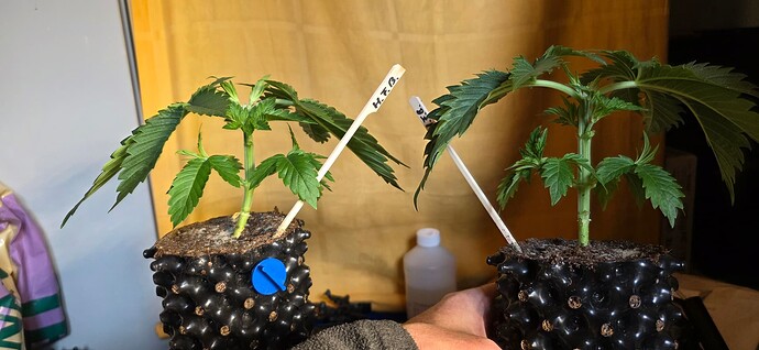 Growreport Bild 23