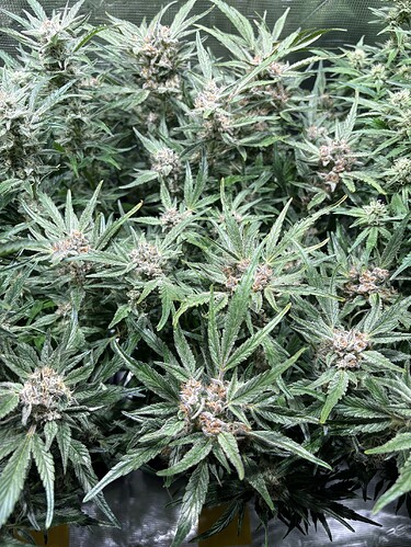 Growreport Bild 5