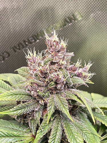 Growreport Bild 5