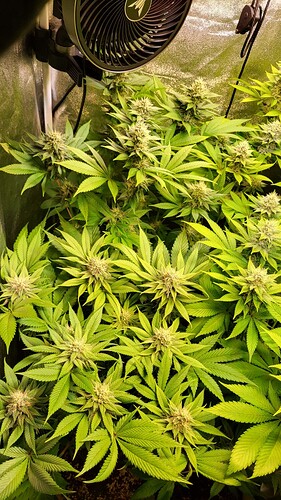 Nahaufnahme einer blühenden Cannabispflanze in einem Growzelt mit einem Clip-Ventilator im Hintergrund.