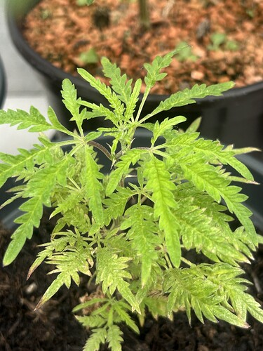 Growreport Bild 19