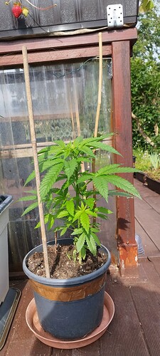 Growreport Bild 25