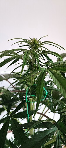 Growreport Bild 11