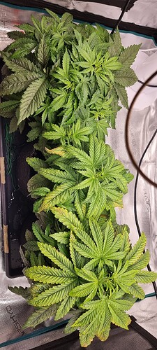 Growreport Bild 11