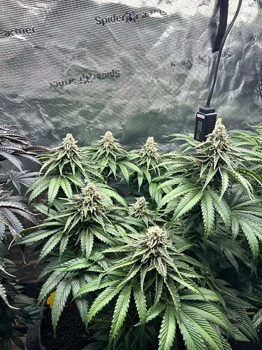 Growreport Bild 27
