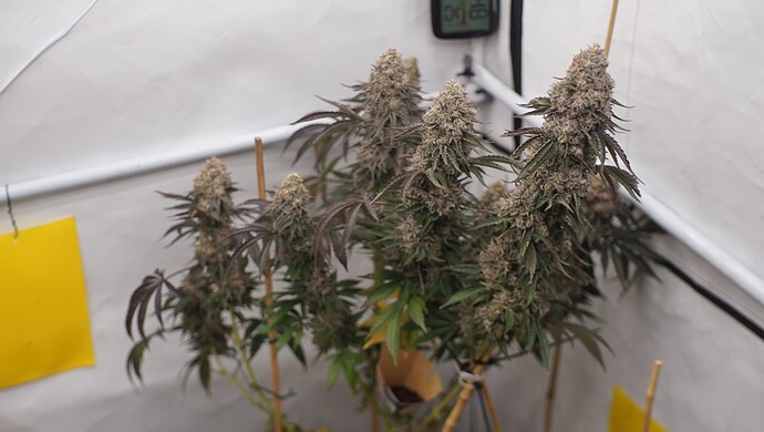 Growreport Bild 5