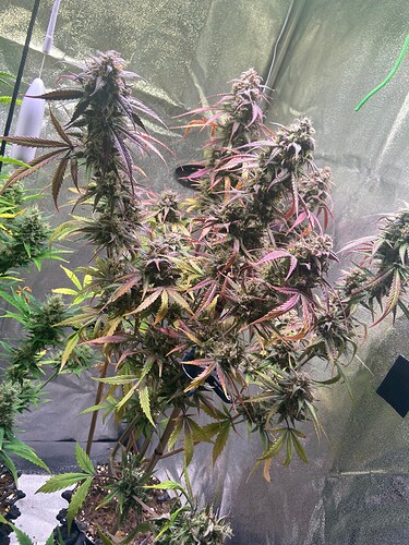 Growreport Bild 6