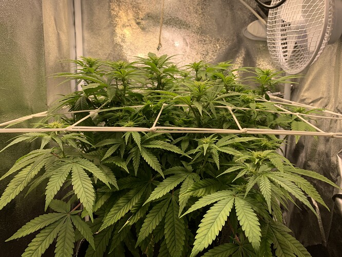 Growreport Bild 5