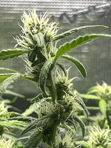 Growreport Bild 4