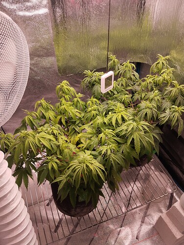 IMG_20241103_193755 - Kopie