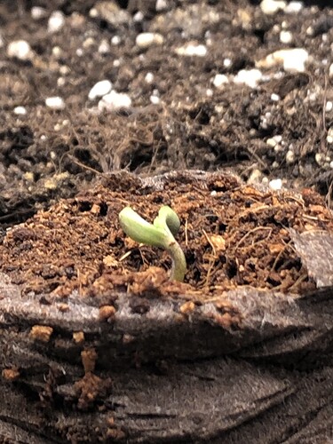 Growreport Bild 19