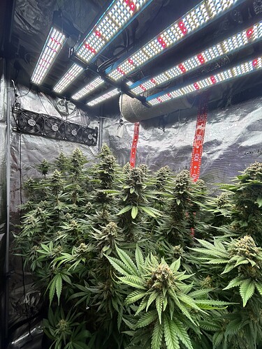Mehrere blühende Cannabispflanzen in einem Growzelt unter LED-Beleuchtung.