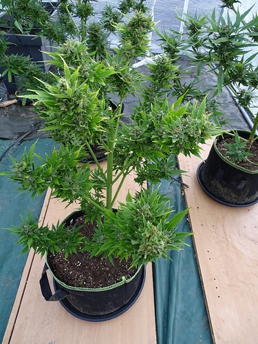 Growreport Bild 18