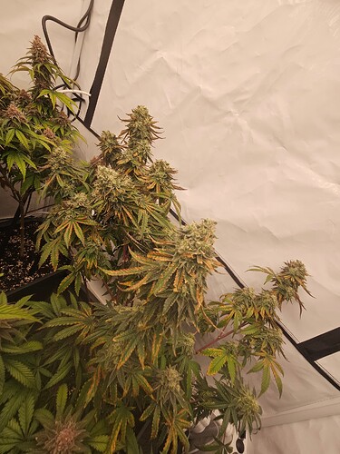 Growreport Bild 13