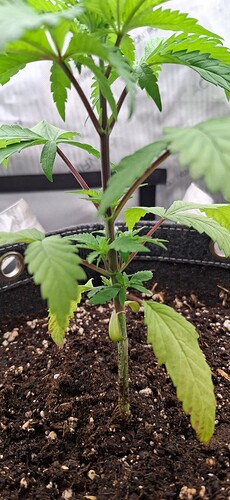 Growreport Bild 5