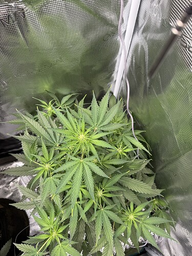 Growreport Bild 29