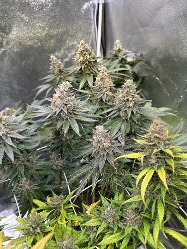 Growreport Bild 45