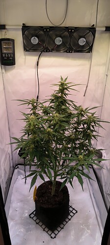 Growreport Bild 4