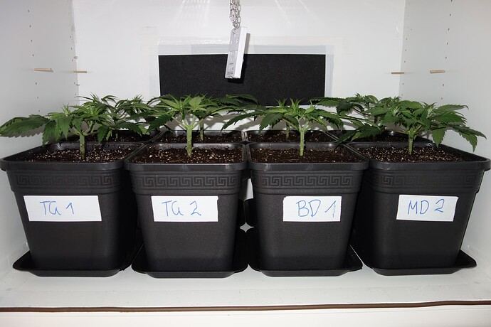 Growreport Bild 4