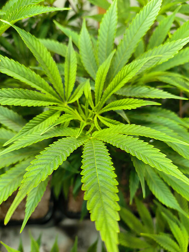Growreport Bild 10