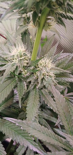 Growreport Bild 11