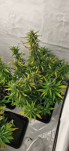 Growreport Bild 1