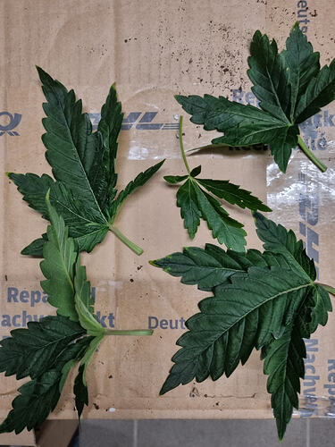 Growreport Bild 10