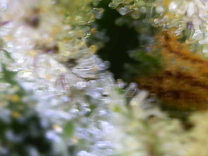 Makroaufnahme von Cannabis-Trichomen, die milchig und bernsteinfarben erscheinen, was auf eine nahende Ernte hindeutet.