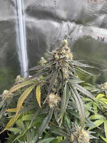 Growreport Bild 3