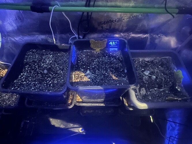 Growreport Bild 3