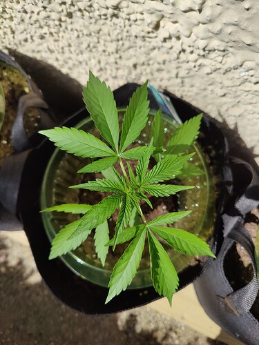 Growreport Bild 3