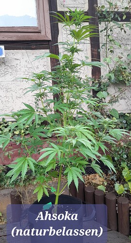 Growreport Bild 1