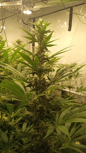 Growreport Bild 46