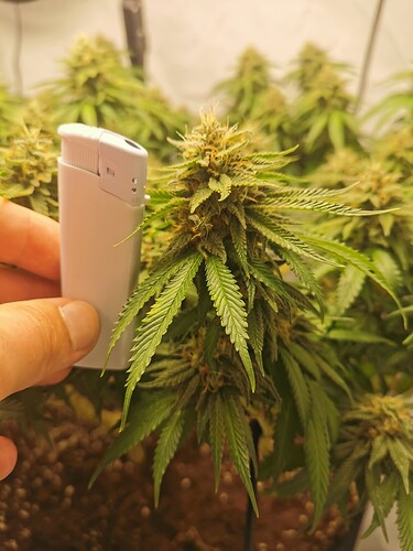 Growreport Bild 4