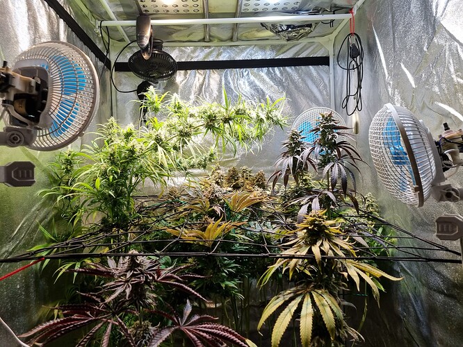 Mehrere Cannabis-Pflanzen in einem Zelt, die sich in der Blütephase befinden, mit Lüftern und Beleuchtung.
