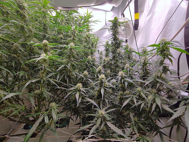 Growreport Bild 2