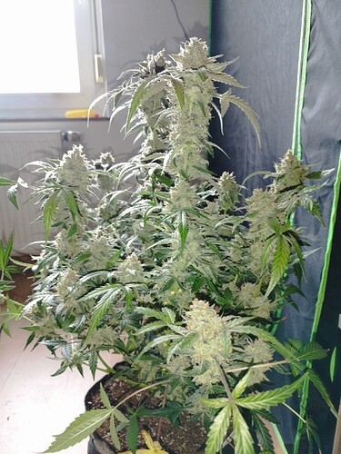 Eine blühende Cannabispflanze mit dichten, harzigen Blütenständen und breiten Blättern steht in einem schwarzen Topf.