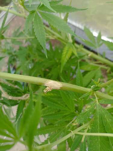 Growreport Bild 2