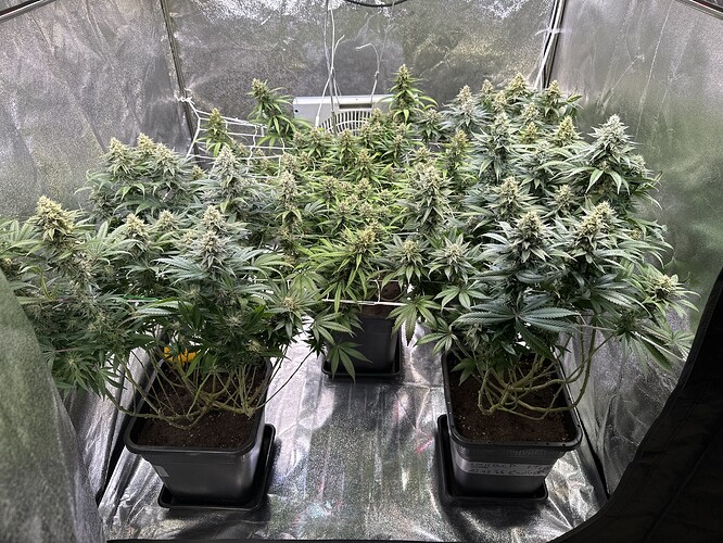 Growreport Bild 3