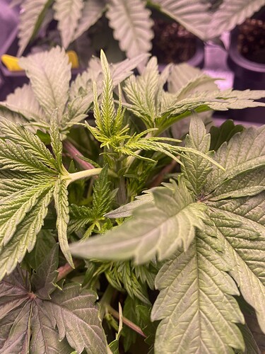 Growreport Bild 2