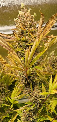 Growreport Bild 6