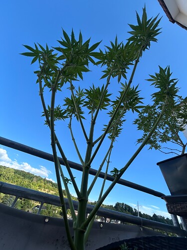 Growreport Bild 1