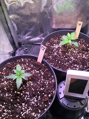Growreport Bild 6