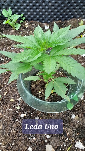 Growreport Bild 19