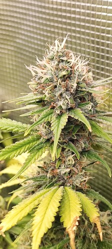 Growreport Bild 13