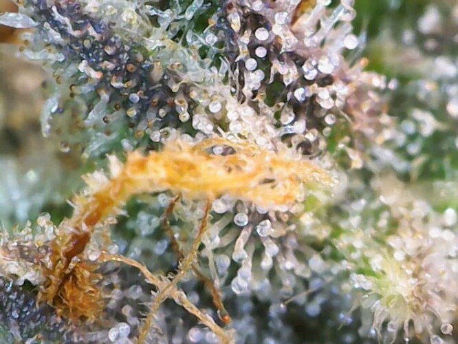 Growreport Bild 9
