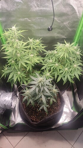 Growreport Bild 1