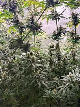 Growreport Bild 5