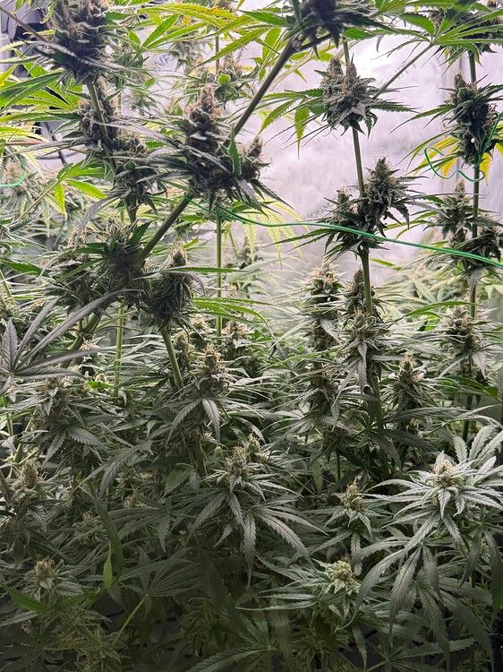Indoor Growreport 40x40 #1: Tangie (+Mutant), Royal Gorilla (RQS) vom blutigen Anfänger